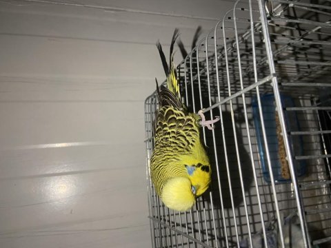 Damızlık show jumbo muhabbet kuşları