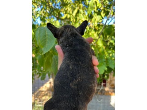 Uygun dişi french bulldog