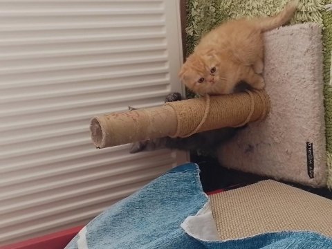 Yavru scottish fold kediler