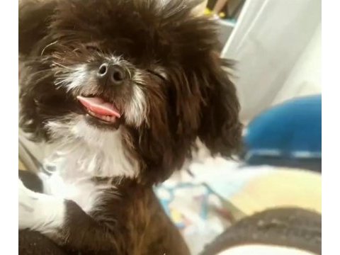 2 yaşında dişi chihuahua shih-tzu mix