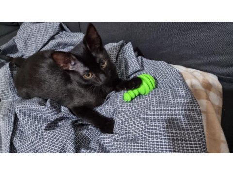 Uslu, oyuncu, tatlı siyah kedi yavrusu acil sahiplendirme