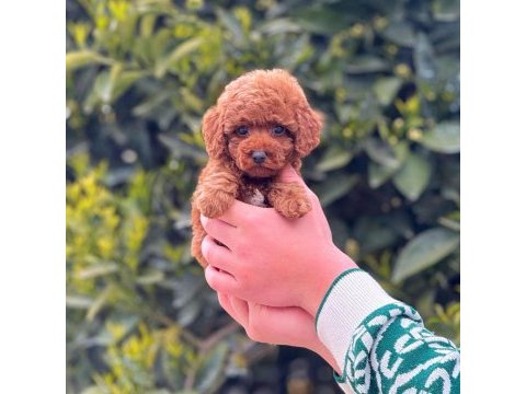 2.5 aylık erkek toy poodle tarçınlı kurabiyemiz