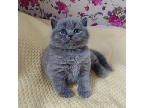Sağlıklı oyuncu british shorthair bebekler