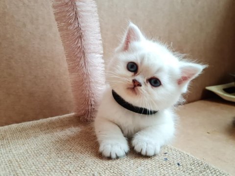 Golden british shorthair bebekler