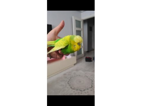 Ele kola alışık show jumbo erkek muhabbet sadece ciddiler