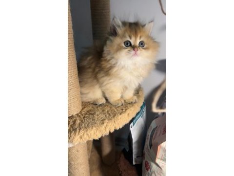British longhair golden dişi ve erkek