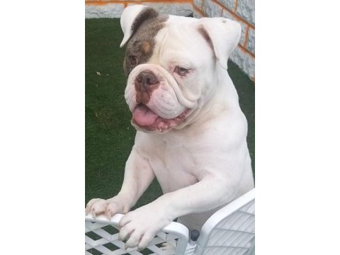 İngiliz bulldog - aman allah ım bana mı bakıyorsun!