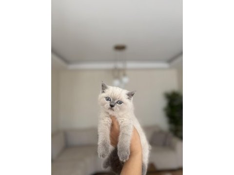 Brıtısh shorthair blue point yavrularım 