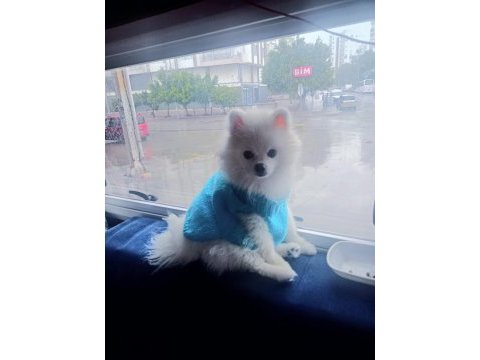 Pomeranian boo erkek karnesi var