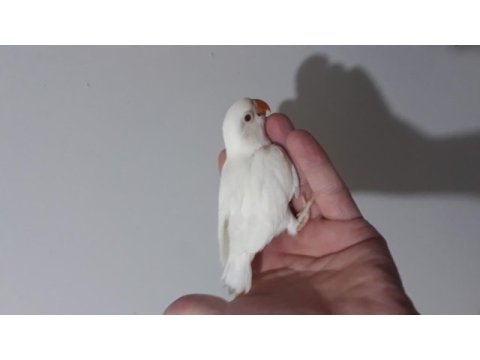 Albino yeni yeme düşmek üzere olan cennet papağanı bebek