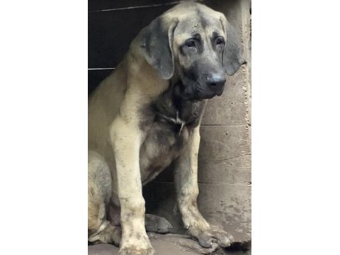 Köpekleri sahiplendiriyoruz