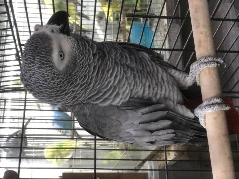 Süper evcil alışkın jako papağanlar