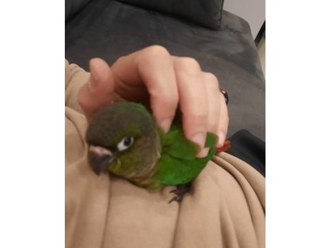 Ele alışık 2 aylık oyuncu konur papağanı
