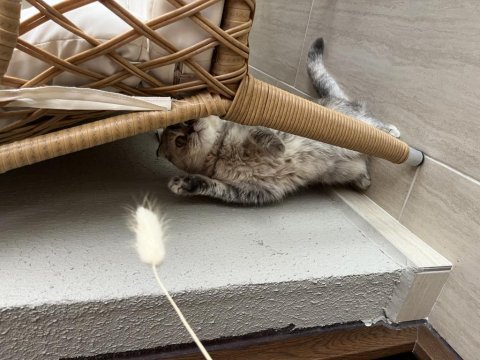 Scottish fold 5 yaş