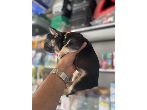 Egzotik black and tan fullfy taşıyıcı erkek french bulldog