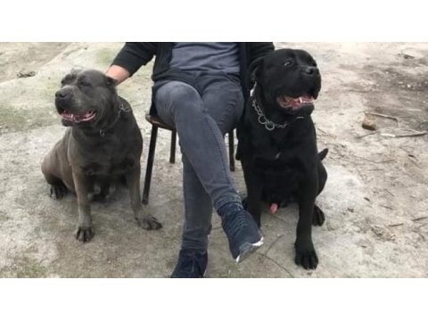 Cane corso sağlıklı yavrular