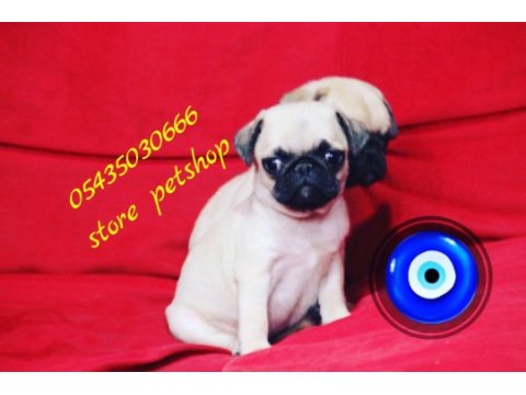 Pug mops safkan yavrular