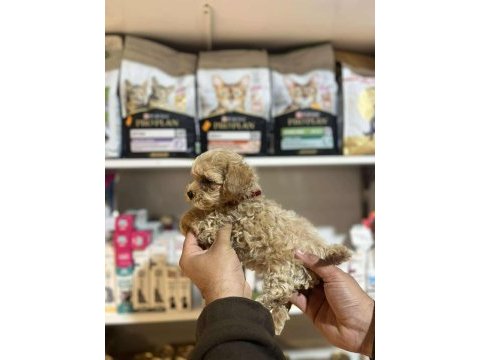Efsane güzellikte hipoalerjenik teacup maltipoo