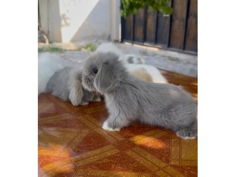 Hollanda lop tavşanı mavi gözler
