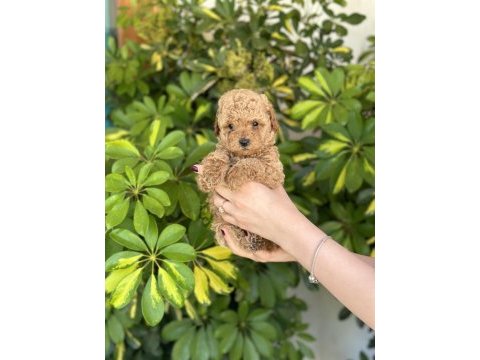 Toy poodle yavrularımız