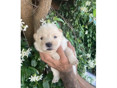 Ayıcık chow chow köpekler