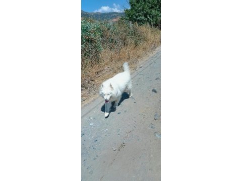 3 yaşında erkek samoyed