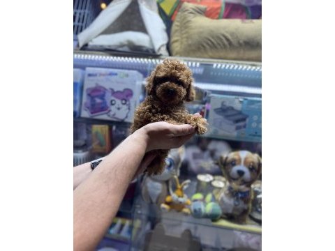 Toy poodle 5 aylık dişi wc eğitimli 1kg