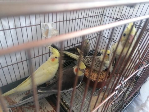 43 günlük sultan papağanı (açıklamayı okuyun)
