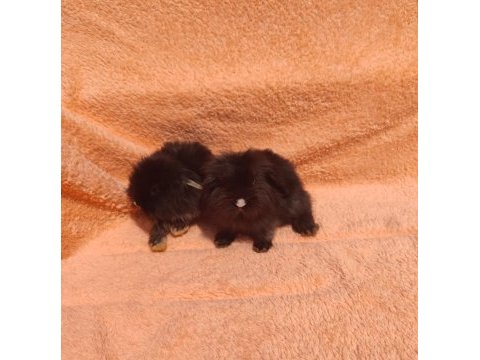 Hollanda teddy lop tavşanı
