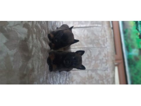 Bursadan rezerveye acık malinois yavrular