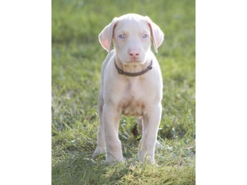 Albino doberman köpeği