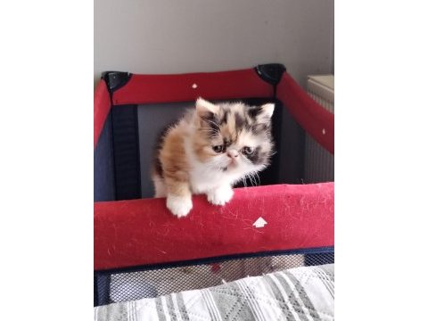 Exotic shorthair tüm türkiye geneli gönderim mevcut