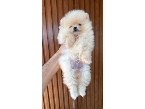 Korean teacup pomeranian boo