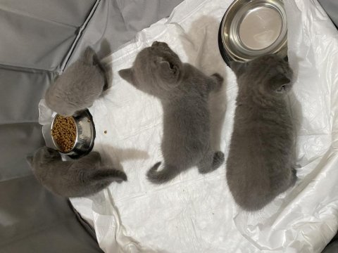 Safkan british shorthair