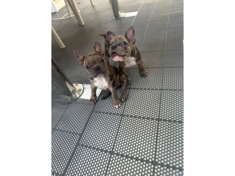 Teslime hazır french bulldog yavrularımız