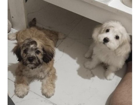Teslime hazır maltipoo
