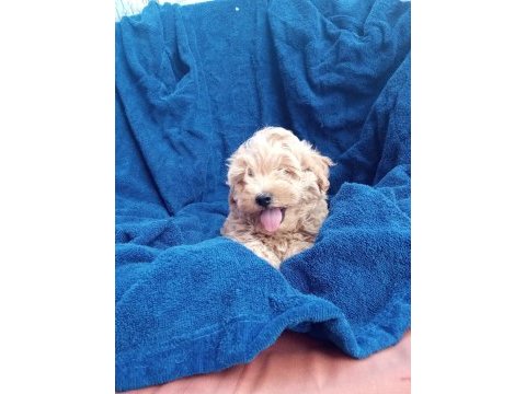 Poodle gibi sevimli maltıpoo bebeklerimiz