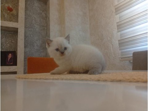 Beyaz british shorthair prens