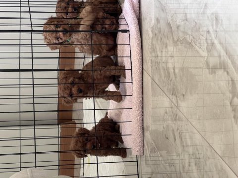 Güzel ve sağlıklı poodle bebekler