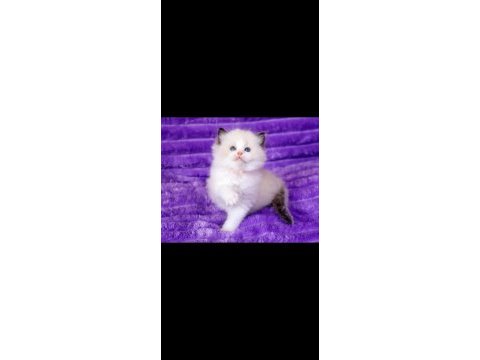 Asil duruşlu ragdoll 