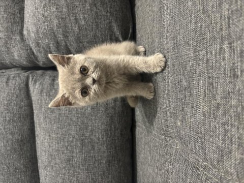 British shorthair dişi erkek bebeklerimiz