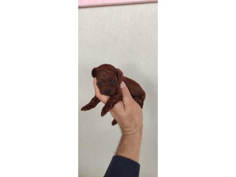 Bebek yüzlü poodle