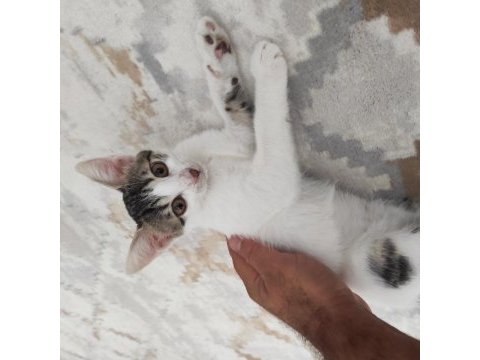 2 aylık kardeş kediler ücretsiz acil