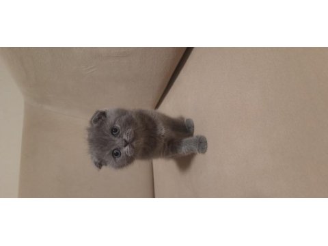 Scottish fold dişi kedimiz