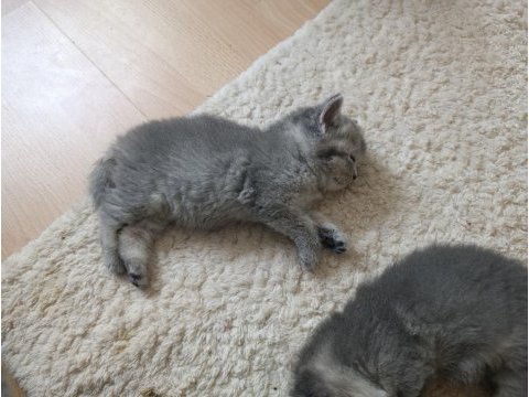 Yeni sütten kesilmiş bebek kediler teslime hazır