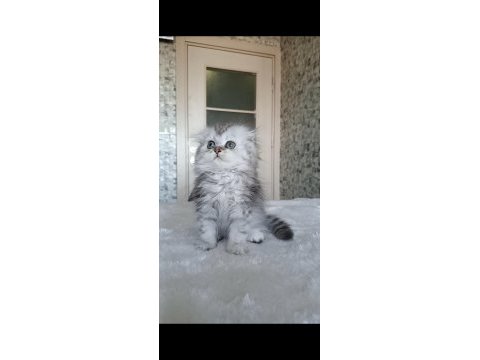 Aslan parçası british longhair