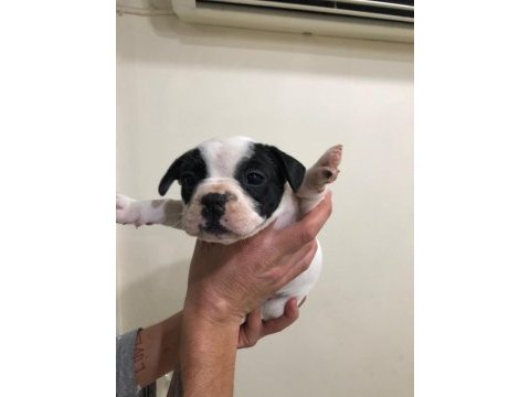 55 günlük french bulldog