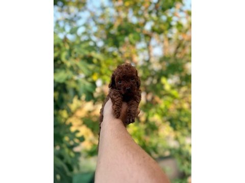 Poodle kıvırcıklarımız yeni ailelerini bekliyor