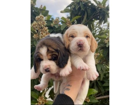 Üst kalite beagle yavrular