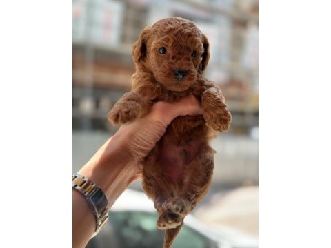 Orjinal toy poodle yavrularımız